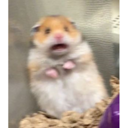 Hamster obby