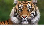 Tigers are awesome!!!