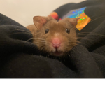 Bear the hamster <33