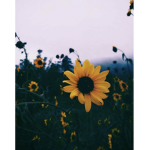 Sunflower Troup
