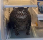 catfridge appreciation