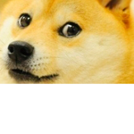 Doge is not cringe its cool ok?