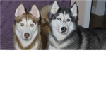 mishka/laika the husky
