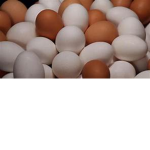 Egg nation :D
