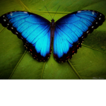 Maribelle's Butterflys