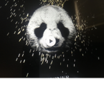 🐼Panda Clothing Extreme🐼