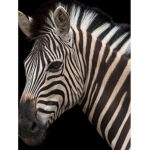 StripeyzebraGAMES!