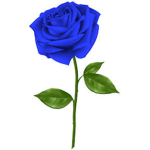 Sapphire Roses