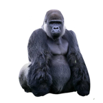 Buff Monke Clan