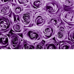 Purple Roses Apparel