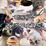 Pibble Embracers