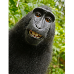 MONKE_ CLAN