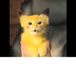 LittleKitty