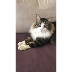 My cat Smokey