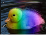 The rainbow ducks cool