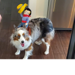 team dogs (friends forever)