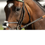 *x Pine Tree Equestrian x*