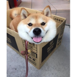 Cute dog and trading game pets :D