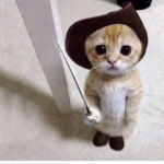 catcatcatcatcatcatcat