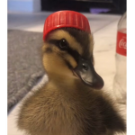 Hellosksskkaka