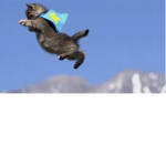 Cats and animals in the air