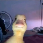 "The Ladies wew"