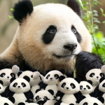 panda poptarts