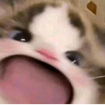 PinkyAL fans