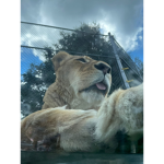 Bluberry tigers