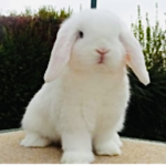 -LULU’S BUNNY GROUP-