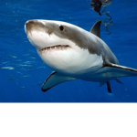 Sharks of the Deep