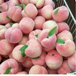 Aly's Preppy Peaches Hangout!