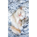 La grande famille des chats