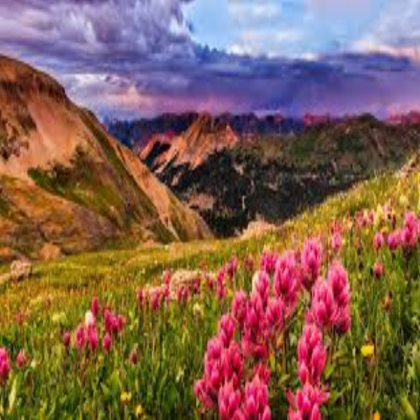 The Flower Scenery Roblox decal