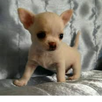 los chihuahuasssssssssssssssssssssssssssssssssssss