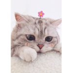 CattyCatCat