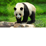 Panda Worldwide