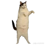 b0nb0nf41ry