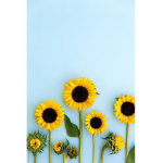The Angles Of Sunflowers
