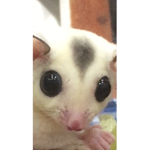 Sugar Glider Groups