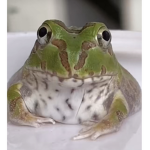 froggy's amazing clothing