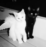 'kittipawz