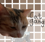 Cat gang OG!
