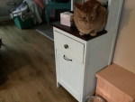 My cute cat Mason and popcat