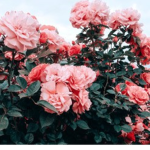 rose euphoria 블 리스