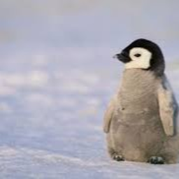 Penguin Clothing Store!