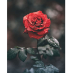 aesthetic depressed rose