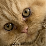 The cat buddy