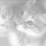 Kittus wittus fan club