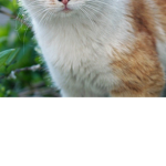 Teddy and ####### cat club (Cats forever)